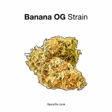 Banana OG Strain — Go Bananas for a True OG