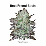 Best Friend OG — The Perfect All-Day Companion