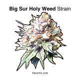 Big Sur Holy Weed  — A Truly Religious Experience