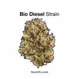 Bio-Diesel Strain — Natural Fuel for Your Day