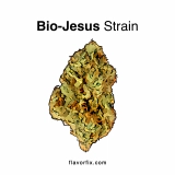 Bio-Jesus Strain — With a Soothing Touch