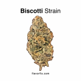 Biscotti Strain — Better Than the Real Thing