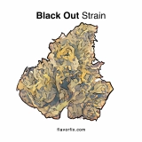 Black Out Strain — It’s a Knockout