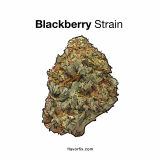 Blackberry Strain — Bliss Out Without Zoning Out