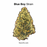 Blue Boy Strain — You Won’t Be Blue