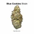 Purple Punch Strain — Knock Yourself Out With a Heavy Hitter