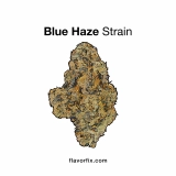 <a>Hybrid Strains</a> Blue Haze Strain — It’ll Leave You Dazed