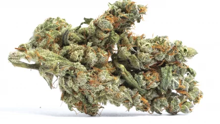 Blueberry Cookies Strain — Fruity and Nutty Fun