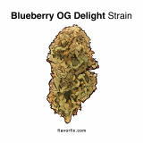 Blueberry OG Is Berry Delightful