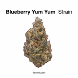 Blueberry Yum Yum Strain—Doubly Delicious