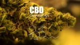 CBD Flower – Quick Guide