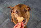 What are CBD Treats? Here is why they are great for your pets