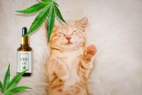 CBD Dosage for Cats – Quick Guide & Free Calculator