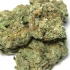 Blueberry Cookies Strain — Fruity and Nutty Fun