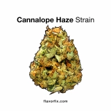 Cannalope Haze Strain — It’ll Leave You in a Happy Daze