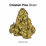 Cheetah Piss Strain — Get Funky