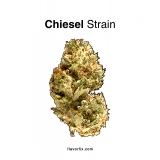 Chiesel Strain — Cheesy Diesel for a Daytime Doobie
