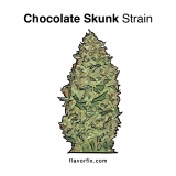 Chocolate Skunk Strain — Sweet, Stinky, and Stimulating