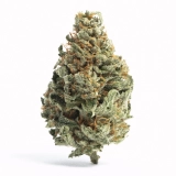 Marijuana Strains Chocolope Strain — Soar Through Your Day With This Scrumptious Sativa