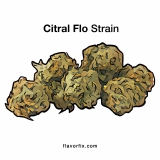 Citral Flo – Strain Information & 9 Pairing Ideas