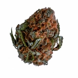 Citral Glue Strain — Get Mentally Stimulated and Stress-Free