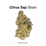 Marijuana Strains Citrus Sap Strain — Simultaneously Stimulating and Soothing