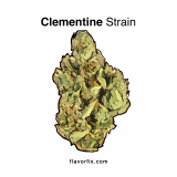 Clementine Strain — Lift Your Spirits With This Citrusy Cutie