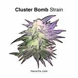 Cluster Bomb Strain — Nothing Can Withstand the Blast