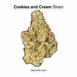 Cookies and Cream Strain — Creamy Dreams with Classic Cookie Taste