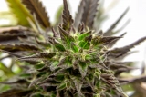 What is Delta-9? THC Effects and THC Safety