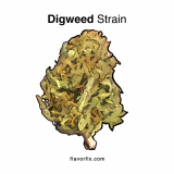 Digweed Strain — Sweet Low-Intensity Relaxation