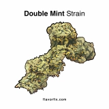 Double Mint Strain — Double the Fun