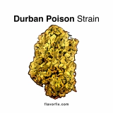 Durban Poison Strain — Watch Out