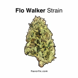 Flo Walker Strain – Helps You Sleep Well and More – Flavor Fix
