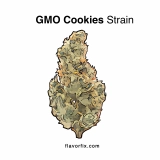 GMO Cookies Strain — Unusual Garlic Flavor with Big Effects