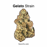 Gelato Strain – Learn Why This Strain is a Favorite