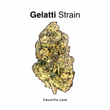 Gelatti Strain— Cool Fruits Perfect for Summer