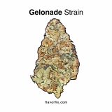 Gelonade  Strain — Chill and Smooth