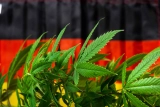 Germany’s About to Legalize Cannabis, and Europe is Watching 