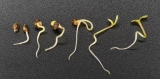 How To Germinate Cannabis Seeds: The Ultimate Weed Germination Guide