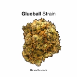 <a>Hybrid Strains</a> Glueball Strain — It’ll Leave You Smiling & Stuck to Your Couch