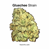 GlueChee Strain — Get Glued (To Your Couch)