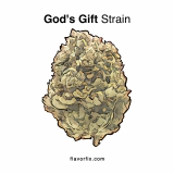 God’s Gift Strain — Paradise on Earth