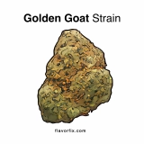 Golden Goat Strain — A Golden Choice for Day Sessions