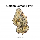 Golden Lemon Strain — Solid Gold Citrus Soul