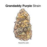 Granddaddy Purple Strain – Not Really Your Grandpa’s Strain