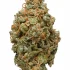 Lucid Blue Strain — Drift Into the Blue