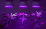 Grow Lights – A Useful Guide to Grow Lights