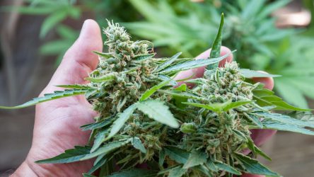 When to Harvest Cannabis – Reading This Can Save Your Grow