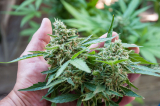 When to Harvest Cannabis – Reading This Can Save Your Grow
